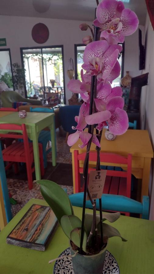 El Bodegon Hostal Boutique (Adults Only) 푼타 델 디아블로 외부 사진